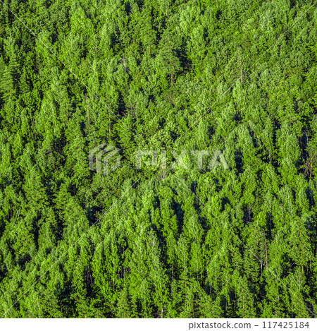 Forest view from above 117425184