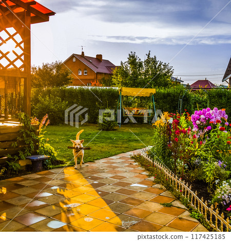 In the backyard 117425185