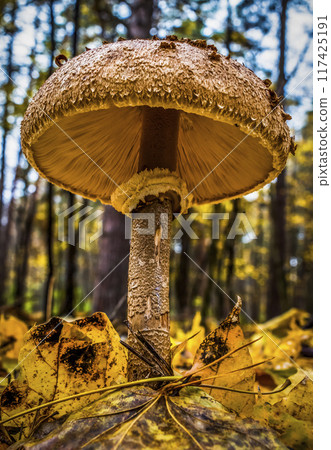 Mushroom in the autumn forest 117425191