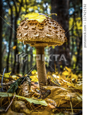 Mushroom in the autumn forest 117425192