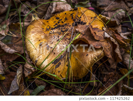 Mushroom in the autumn forest 117425262