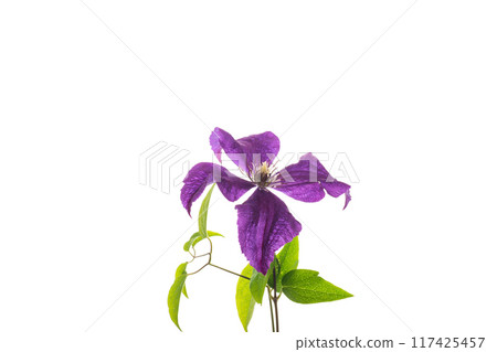 branch of blooming purple clematis, isolated on white background 117425457