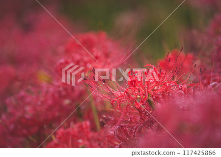 鮮豔的紅色花朵 鮮豔的紅色花朵 117425866