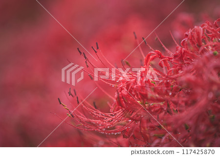 鮮豔的紅色花朵 鮮豔的紅色花朵 117425870