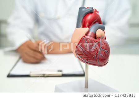 Cardiovascular disease CVD, Asian doctor holding human anatomy model for learn and treat heart disease. Cardiovascular disease CVD, Asian doctor holding human anatomy model for learn and treat heart disease. 117425915