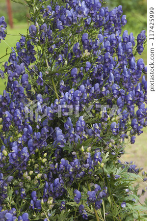 Blue aconite flowers close-up on a blurred natural background Blue aconite flowers close-up on a blurred natural background 117425999