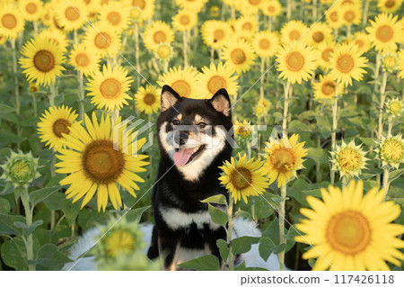 豆柴雪莉在向日葵田裡微笑 117426118