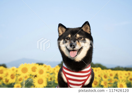 A smiling Shiba Inu dog named Sheri in a sunflower field under a blue sky 117426120