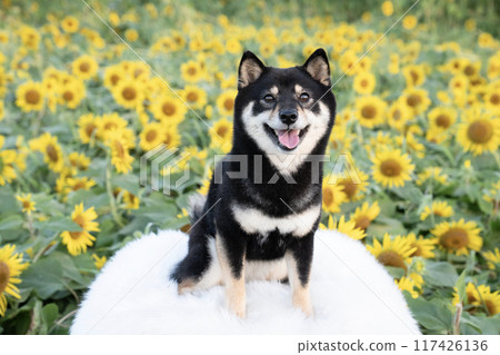 豆柴雪莉在藍天向日葵田下微笑 117426136
