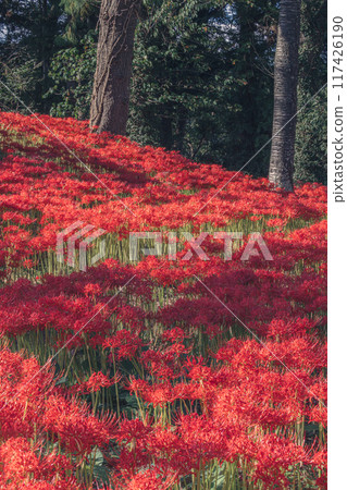 Cluster amaryllis blooming in the forest Cluster amaryllis blooming in the forest 117426190