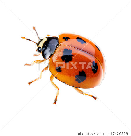 Cream spot ladybug Calvia quatuordecimguttata brown elytra with 14 pale spots light brown head and 117426229
