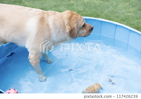 Labrador retriever playing in water 117426239
