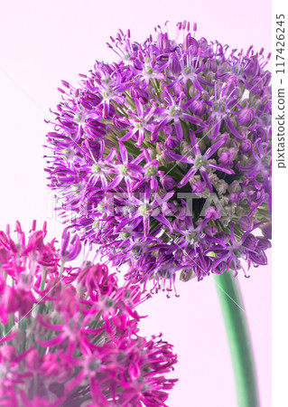 Allium giganteum purple flower isolated on white background. Violet garden plant bud. Allium giganteum purple flower isolated on white background. Violet garden plant bud. 117426245