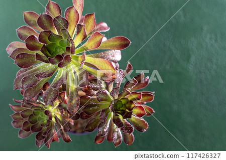 Flower Aeonium Schwarzkopf succulent. Leaves plant. 117426327