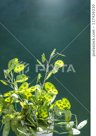 Green leafy background. Lunaria leaves. Dried flower plant. Green leafy background. Lunaria leaves. Dried flower plant. 117426330