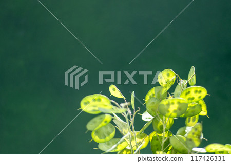 Green leafy background. Lunaria leaves. Dried flower plant. Green leafy background. Lunaria leaves. Dried flower plant. 117426331
