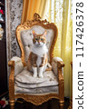 Red cat prince in armchair 117426378