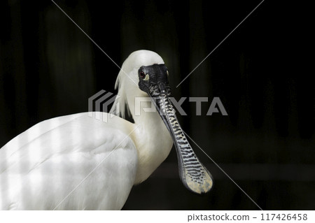 黑臉琵鷺 黑臉琵鷺 117426458