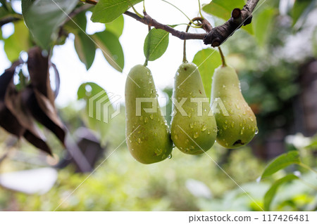 Fresh Green Pears on a Branch 117426481