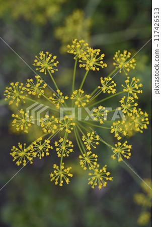 Yellow dill flowers. Anethum graveolens flower umbrella. Yellow dill flowers. Anethum graveolens flower umbrella. 117426513