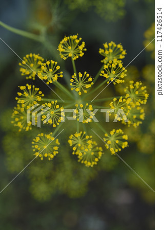 Yellow dill flowers. Anethum graveolens flower umbrella. Yellow dill flowers. Anethum graveolens flower umbrella. 117426514