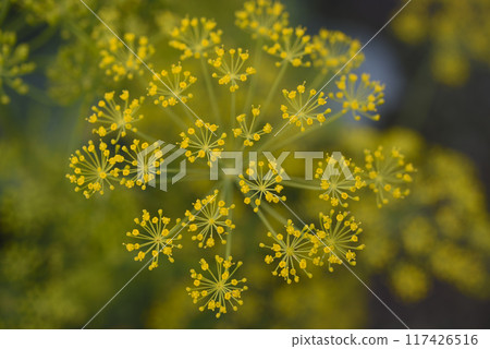 Yellow dill flowers. Anethum graveolens flower umbrella. Yellow dill flowers. Anethum graveolens flower umbrella. 117426516