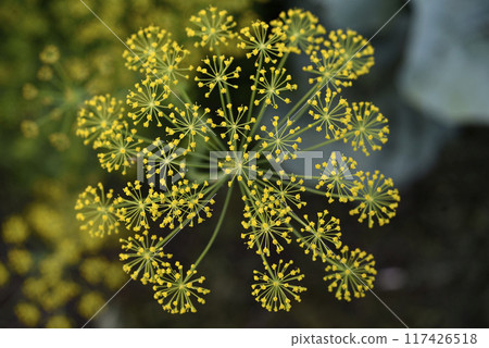 Yellow dill flowers. Anethum graveolens flower umbrella. Yellow dill flowers. Anethum graveolens flower umbrella. 117426518