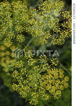Yellow dill flowers. Anethum graveolens flower umbrella. Yellow dill flowers. Anethum graveolens flower umbrella. 117426519