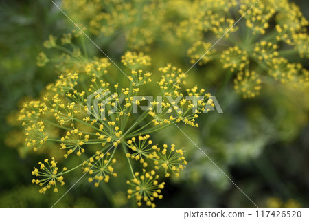 Yellow dill flowers. Anethum graveolens flower umbrella. 117426520