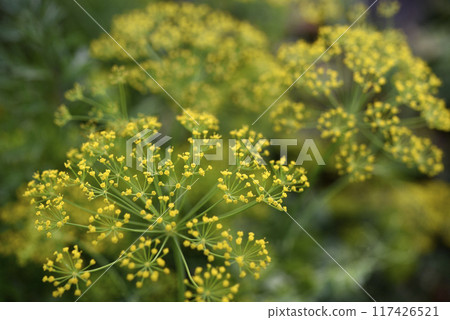 Yellow dill flowers. Anethum graveolens flower umbrella. Yellow dill flowers. Anethum graveolens flower umbrella. 117426521