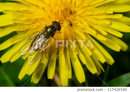 Marmalade hoverfly, Episyrphus balteatus, posed on a yellow flower Marmalade hoverfly, Episyrphus balteatus, posed on a yellow flower 117426590