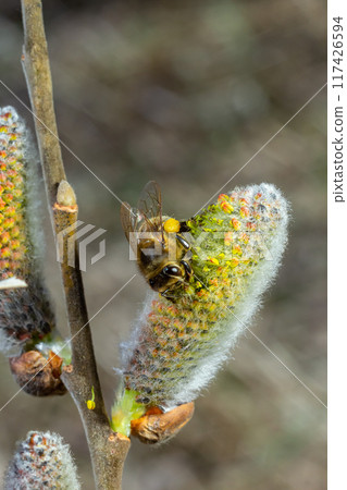 A bee on a branch of a blooming willow A bee on a branch of a blooming willow 117426594