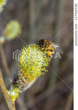 A bee on a branch of a blooming willow A bee on a branch of a blooming willow 117426596