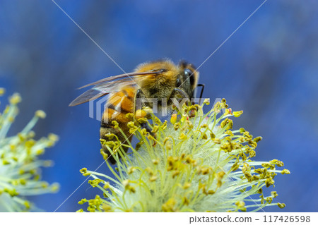 A bee on a branch of a blooming willow A bee on a branch of a blooming willow 117426598