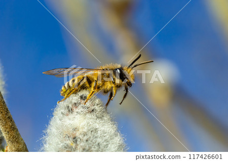 A bee on a branch of a blooming willow A bee on a branch of a blooming willow 117426601