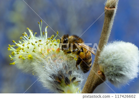 A bee on a branch of a blooming willow 117426602