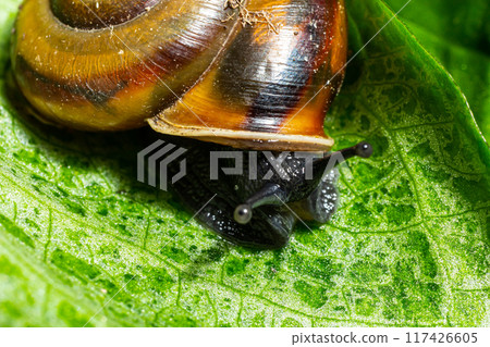 Oxychilus alliarius , commonly known as the garlic snail or garlic glass-snail 117426605