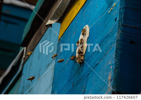 Group of bees near a beehive, in flight. Wooden beehive and bees. Bees fly out and fly into the round entrance of a wooden vintage beehive in an apiary close up view 117426607