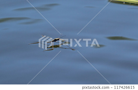 Insect Gerris lacustris, known as common pond skater or common water strider is a species of water strider, found in Europe have ability to move quickly on the water surface and have hydrophobic legs 117426615