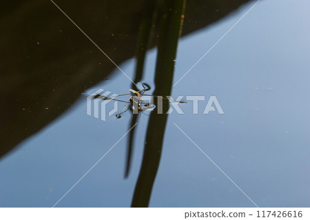 Insect Gerris lacustris, known as common pond skater or common water strider is a species of water strider, found in Europe have ability to move quickly on the water surface and have hydrophobic legs Insect Gerris lacustris, known as common pond skater or common water strider is a species of water strider, found in Europe have ability to move quickly on the water surface and have hydrophobic legs 117426616