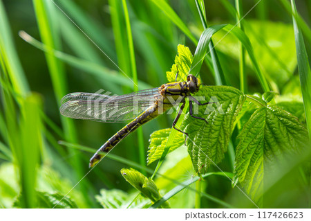 Larval dragonfly grey shell. Nymphal exuvia of Gomphus vulgatissimus. White filaments hanging out of exuvia are linings of tracheae. Exuviae, dried outer casing on blade of grass 117426623