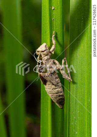 Larval dragonfly grey shell. Nymphal exuvia of Gomphus vulgatissimus. White filaments hanging out of exuvia are linings of tracheae. Exuviae, dried outer casing on blade of grass 117426625