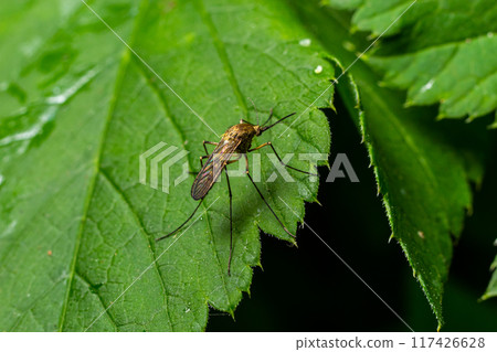 macro normal female mosquito isolated on green leaf 117426628