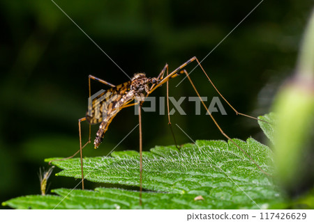 A crane fly Tipula maxima resting on a nettle leaf in early summer 117426629