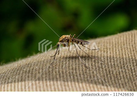 macro of Mosquito Suck in blood,Mosquito using mouth drill through clothes,mosquitoes are carrier of human and animal diseases,selecttive focus macro of Mosquito Suck in blood,Mosquito using mouth drill through clothes,mosquitoes are carrier of human and animal diseases,selecttive focus 117426630