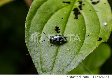 Closeup shot of a altica flea beetle at the edge of a green leaf Closeup shot of a altica flea beetle at the edge of a green leaf 117426631