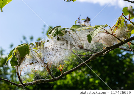 Group of Larvae of Bird-cherry ermine Yponomeuta evonymella pupate in tightly packed communal, white web on a tree trunk and branches among green leaves in summer 117426639