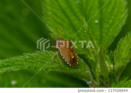 A closeup shot of a brown forest bug or red-legged shieldbug on a green leaf, Pentatoma rufipes 117426644