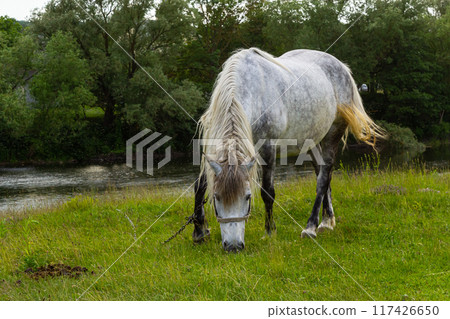 A beautiful white grey horse stays calm grazing on green grass field or pasture, its ears up and head down. Rural landscape background 117426650