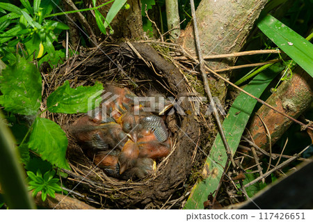 Baby birds in the nest birds and mistle thrushes. Thrushes 117426651